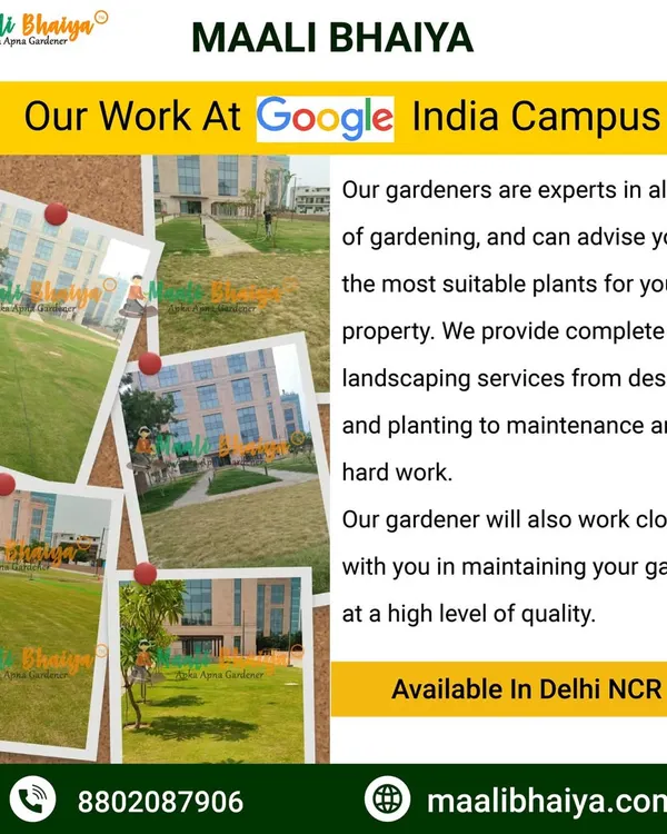 My work at the Google India Campus shows my capability in handling large scale corporate landscaping. I manage the health of the lawns and gardens to ensure the campus always looks green, professional, and welcoming for employees and visitors.