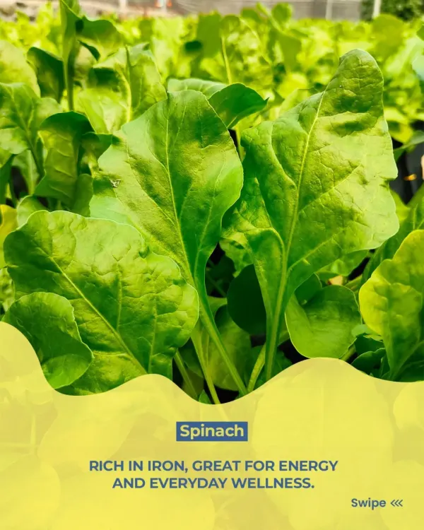 Great meals start on the farm. I use fresh spinach, rich in iron, to provide natural energy and support everyday wellness in my bowls.