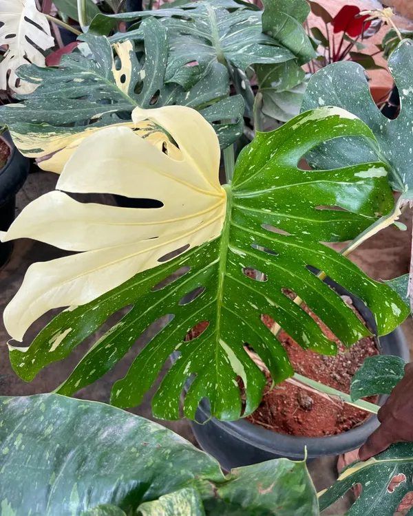 A true collector's item from our stock: the incredibly rare Albino Monstera. The half-moon leaf, with its stark white and green variegation, is a stunning example of nature's artistry.