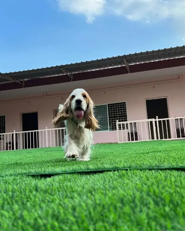 This is what pure happiness looks like. I love seeing our guests run free in the spacious, mud-free yard, enjoying the feeling of soft turf under their paws.