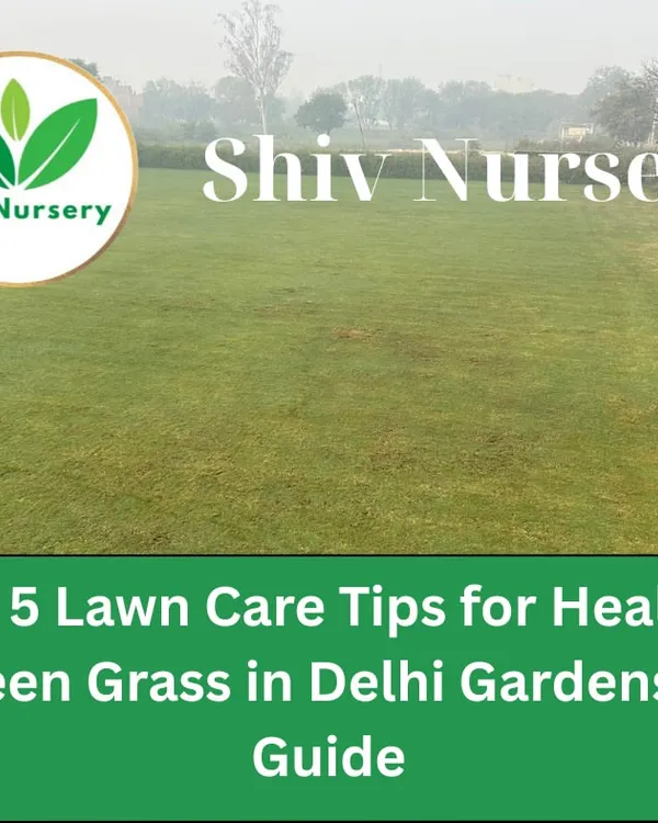 I provide expert guidance on lawn care tailored for Delhi gardens. This guide covers the top tips for keeping your grass healthy and green throughout the year.
