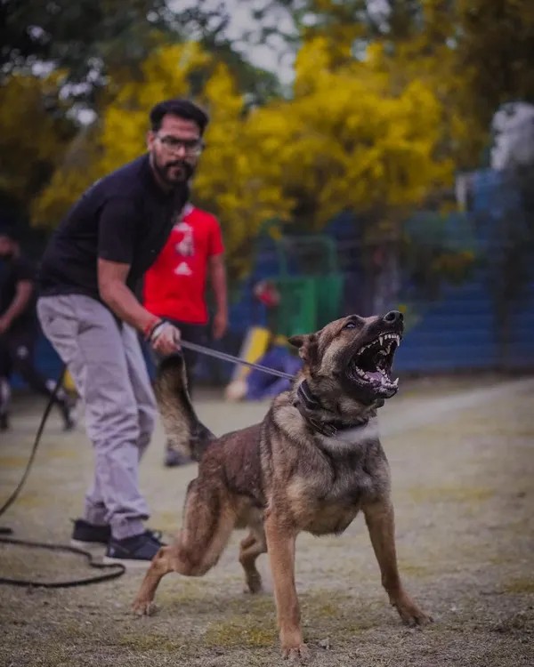 This is what a real protection dog looks like. This is Max, a Belgian Malinois I bred and trained, demonstrating the power and drive needed for top-level PSA competition. Notice his full, committed engagement, a result of superior genetics and expert training.