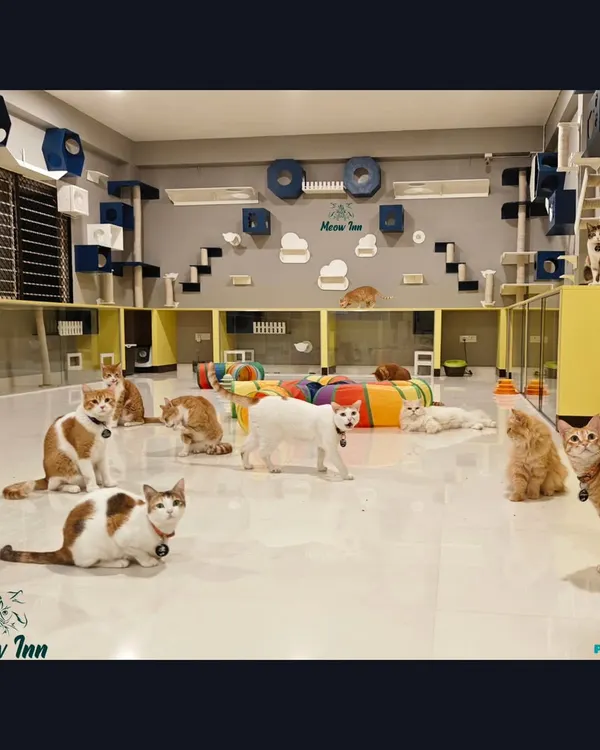 A full view of our main play area, where cats can socialize, relax, and explore. The facility is designed with different zones for play and rest, catering to every cat's personality.