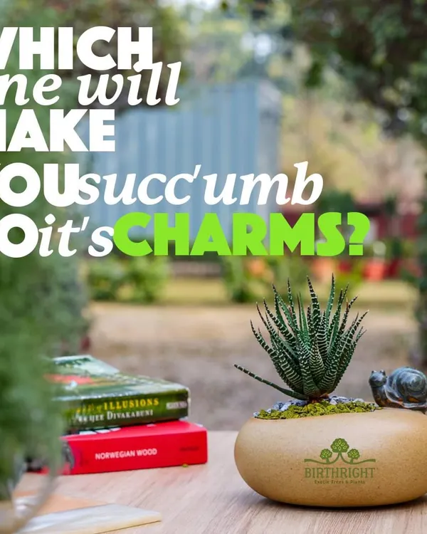 Which one of my succulents will you 'succ'umb to? This charming Haworthia, with its unique snail planter, is a delightful addition to any desk or windowsill, bringing a touch of whimsy and nature indoors.