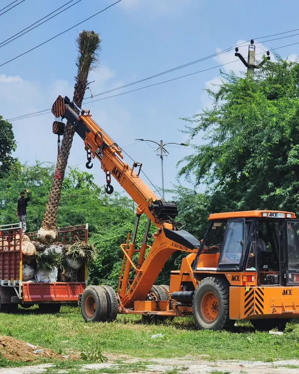 Our team uses a crane and heavy machinery to load mature Date Palm trees onto a truck. We have the equipment and expertise to handle and transport even the largest specimens safely.