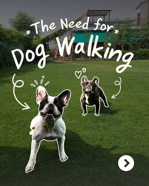 Our open green lawns are the heart of Pet Lovers Hut. It's where dogs can be dogs: running, sniffing, and exploring freely. We believe daily walks and playtime in a spacious environment are crucial for a balanced and happy dog.