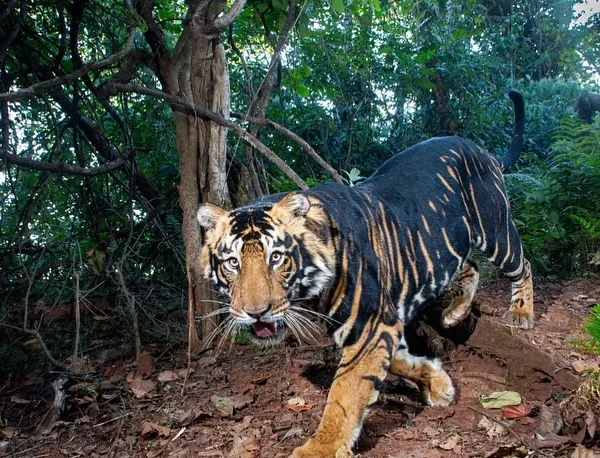 This is the rarest of the rare, a pseudo-melanistic tiger from Similipal Tiger Reserve. Capturing this image was the result of a two-month-long project with the forest department, using my custom-built DSLR camera traps to finally get a high-resolution portrait of this ghost of the forest. It represents the culmination of technical skill, patience, and conservation collaboration.