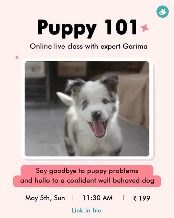 My Puppy 101 online class is the perfect starting point for new puppy parents. I cover everything you need to know to say goodbye to common puppy problems.