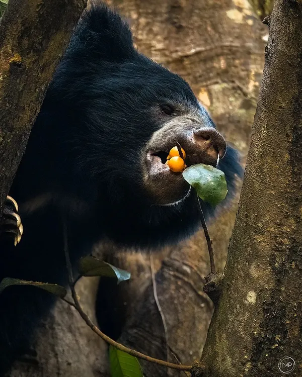 An incredible close-up of a sloth bear feeding on figs high up in a tree in Bhadra. Witnessing this climbing behavior firsthand was a dream come true and proves just how agile these animals are.