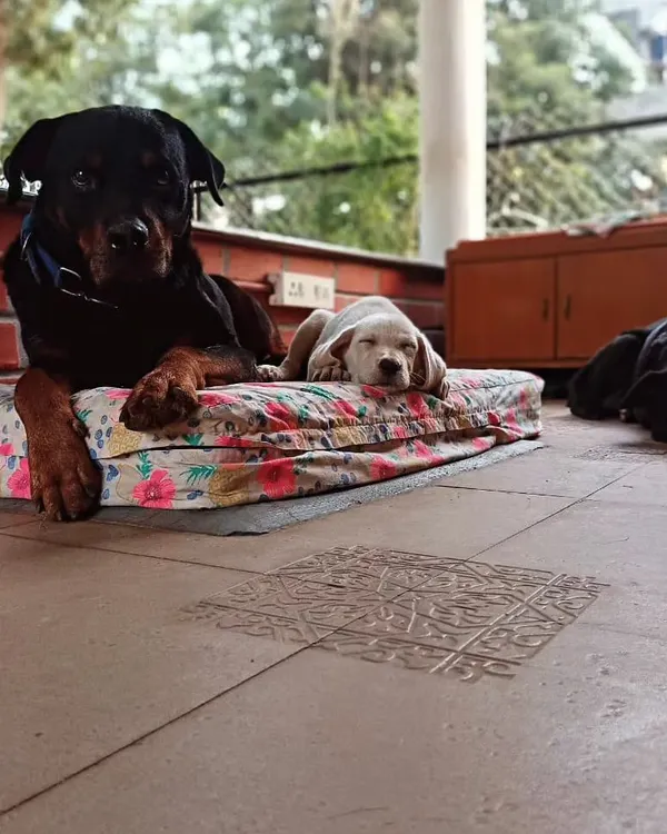 This picture says it all. Simba, a Rottweiler who came to me with a serious bite history, now acts as a gentle nanny for the smallest foster pups. This is what happens when you replace fear with trust and consistency. No dog is ever too far gone.