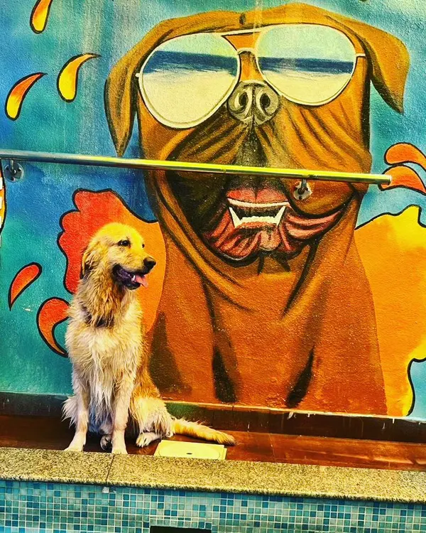 Bruno the Golden Retriever posing like a star in front of our cool dog-with-sunglasses mural after his swim.