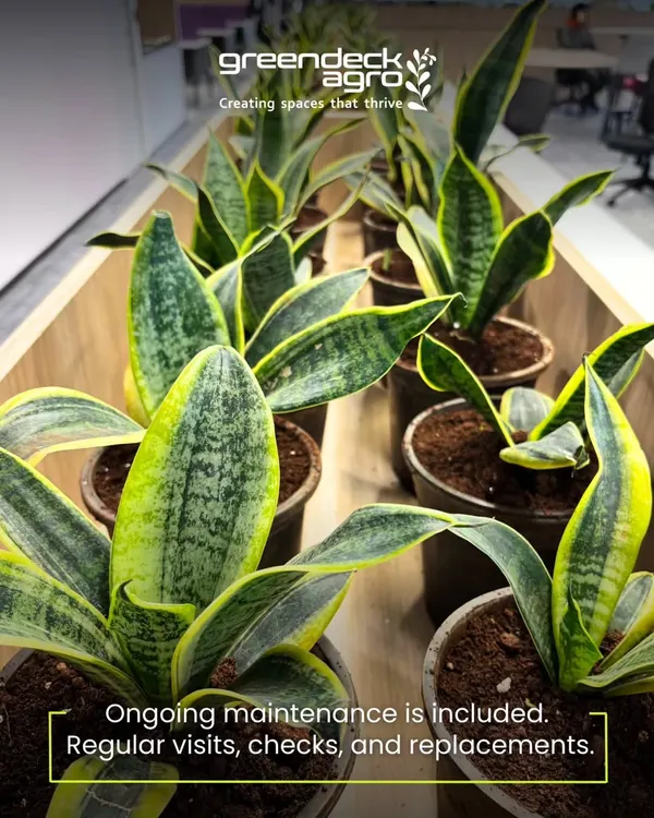 Ongoing maintenance is included in my corporate services. This means regular visits from my malis, health checks for every plant like these Snake Plants, and free replacements if any plant isn't thriving.