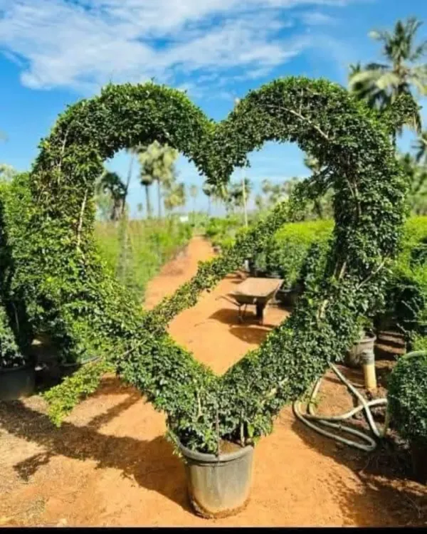 This large, heart-shaped topiary arch is a perfect example of my custom living sculptures. It is designed as a stunning centerpiece for gardens, entryways, or as a unique photo backdrop for events.