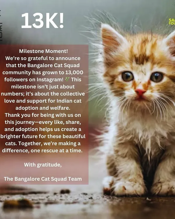 A milestone moment! We are so grateful to our 13,000 followers on Instagram. This isn't just about numbers; it's about the collective love and support for Indian cat adoption.