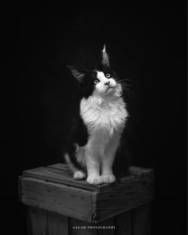 A striking black and white portrait of a beautiful cat. The dark background makes its features pop, capturing its curious and alert expression.