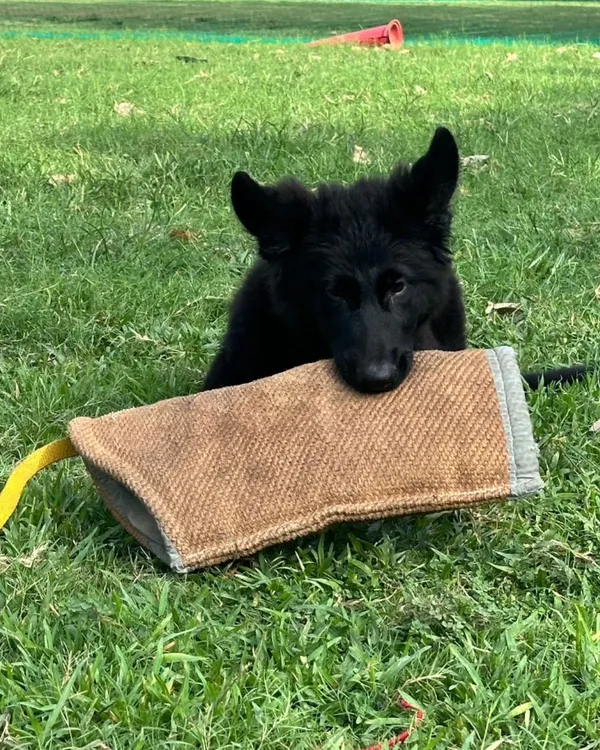 Baby Yoko's first outing to a PSA club. We wanted to see how he would handle a new environment, and he was confident and engaged. Early exposure is key.