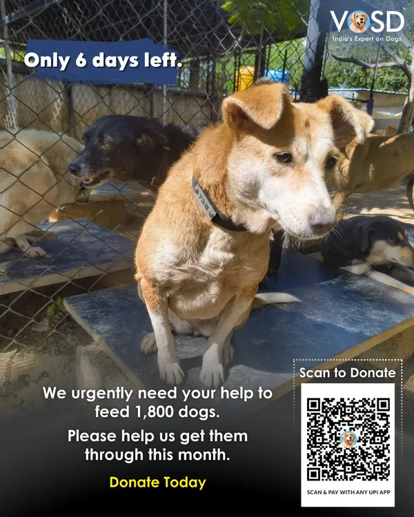 Only 6 days left. We urgently need your help to feed 1,800 dogs and get them through this month. They depend on us, and we depend on you. Please donate today.