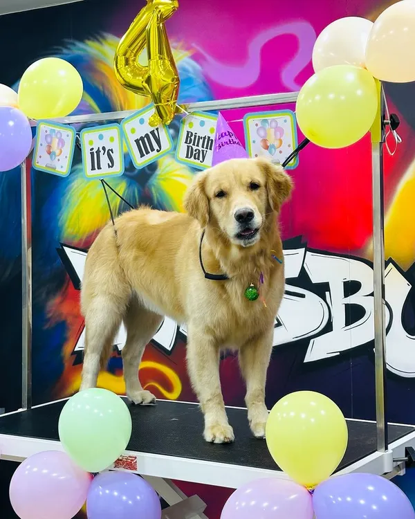 Here’s Blue the Golden Retriever, all set for his 4th birthday bash at my parlour. I provide a complete party setup with balloons, banners, and a party hat, making sure your dog is the star of the show on their special day.