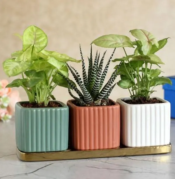 This complete gift set includes three distinct plants in coordinated ribbed ceramic pots on a golden tray. It’s a sophisticated and ready-to-gift option that adds instant style to any space.