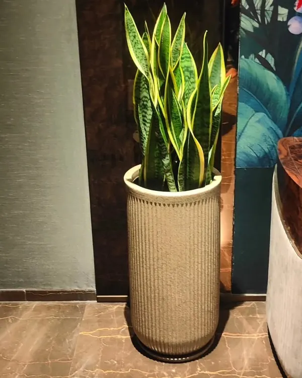 A tall Snake Plant (Sansevieria) in a stylish, ribbed pot. This is a classic choice for an easy-care indoor plant that adds vertical interest to a corner.