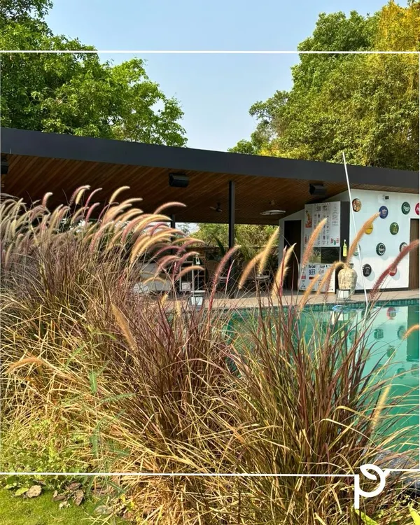 We believe your outdoor space should be a tranquil escape. For this weekend home, we designed a poolside landscape using native fountain grass that adds texture and movement, integrating the new garden seamlessly with the existing majestic fig tree and the natural surroundings.