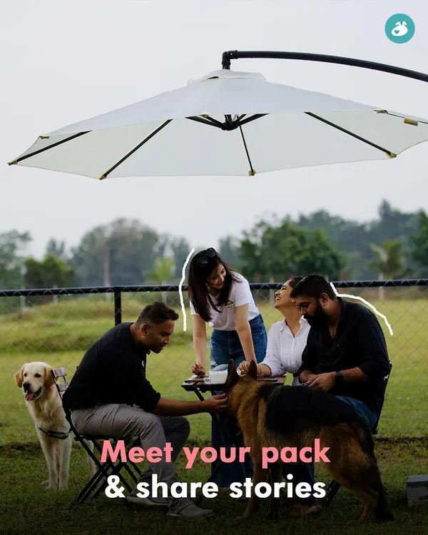 Our picnics are the perfect setting to meet your pack. Here, a group of parents share stories and laughs while their dogs relax nearby. This is what building a community is all about.