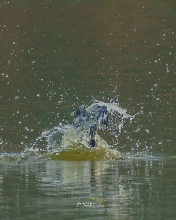 The explosive splash as a Pied Kingfisher dives for its prey. This abstract, high-energy shot captures the power of the hunt in a spray of water.