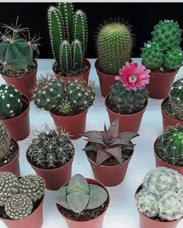 A beautiful assortment of mini cacti and succulents. These are perfect for creating your own desert terrarium or for gifting.