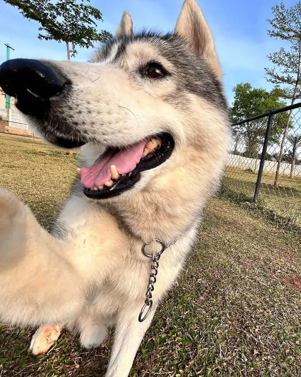 We think Tyga the Husky was trying to take a selfie. A hilarious and adorable close-up from one of our favorite visitors.