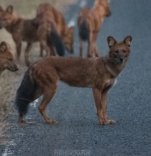 A pack of Dholes, or Asiatic Wild Dogs, pauses on a road in Tadoba. The lead dog looks towards the camera, offering a rare, clear view of this endangered and highly social predator.