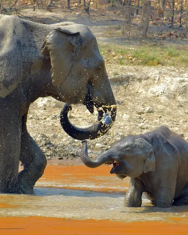 A mother elephant and her calf share a playful moment in the muddy waters of Jim Corbett. Capturing these unscripted displays of affection in the wild is what my wildlife photography is all about.