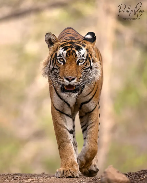 A powerful male tiger, T101, walks directly towards our vehicle in Ranthambore. Capturing a head on perspective like this requires patience and an understanding of animal behavior, which is something I focus on teaching during my tours.