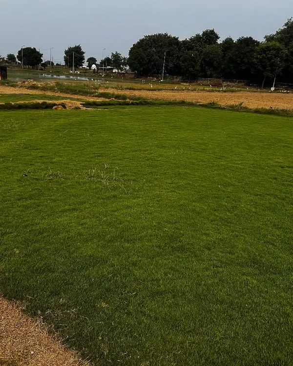A wide view of one of my grass fields. This is where I grow premium natural grass, ensuring a ready supply for my clients in Delhi and the surrounding NCR.