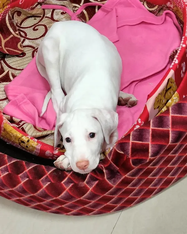 A beautiful Rajapalayam puppy settling into his new environment. The first few days are crucial for puppy training, focusing on making them feel secure before we begin with basic commands and house rules.