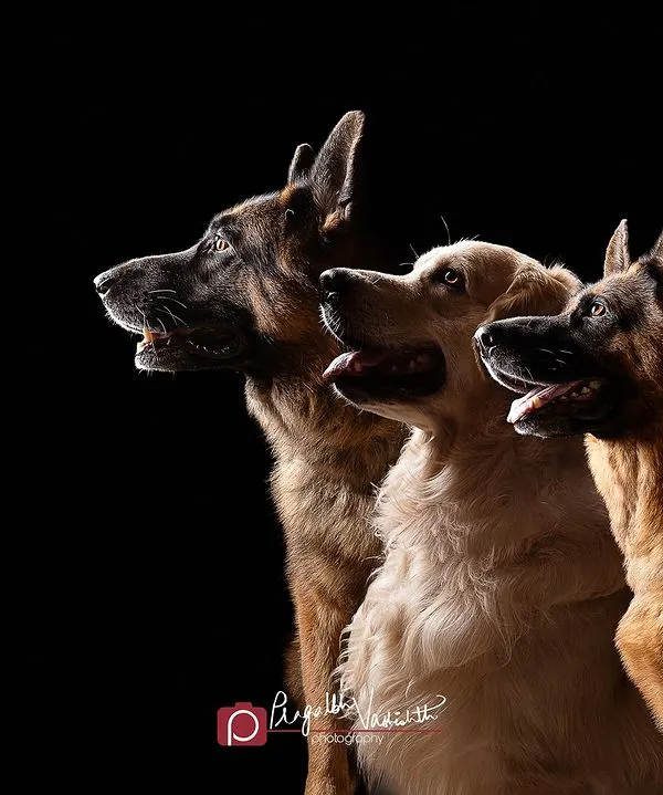A classic rim-lit portrait featuring two German Shepherds and a Golden Retriever. Getting three dogs to pose so perfectly requires patience, treats, and a little bit of magic.