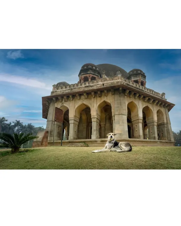 A majestic indie dog posing like royalty in front of a historic Lodhi Garden tomb. This image perfectly blends my love for architecture and animals, creating a powerful environmental portrait.