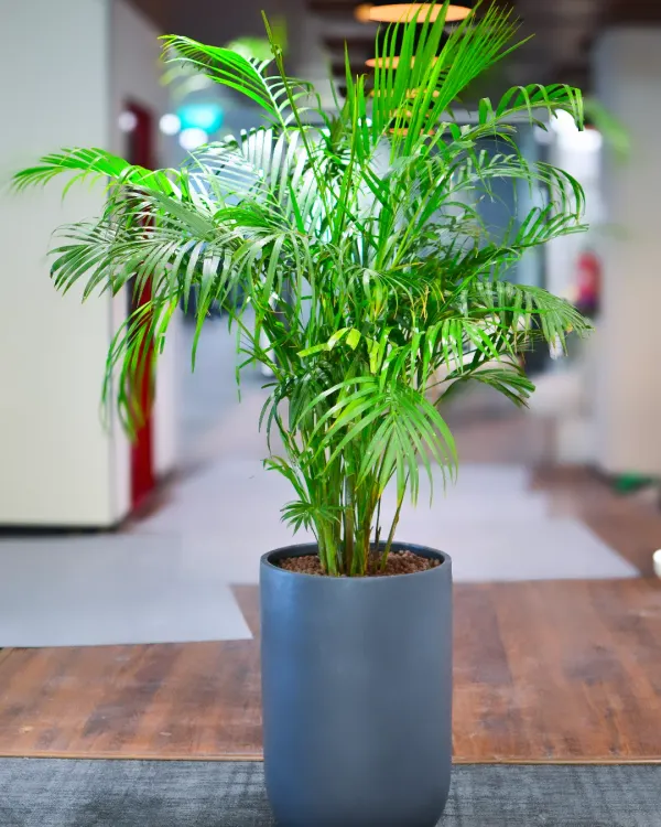 This tall Areca Palm in a simple grey cylinder pot is a versatile choice for office hallways and common areas. Its feathery fronds add softness and height, effectively filling vertical space while contributing to a calmer, more natural-feeling workplace.