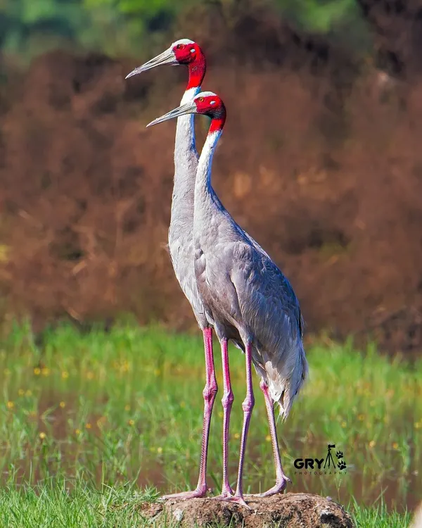 A pair of Sarus Cranes standing tall in a lush green wetland. These elegant birds are a symbol of the healthy ecosystems I strive to document.