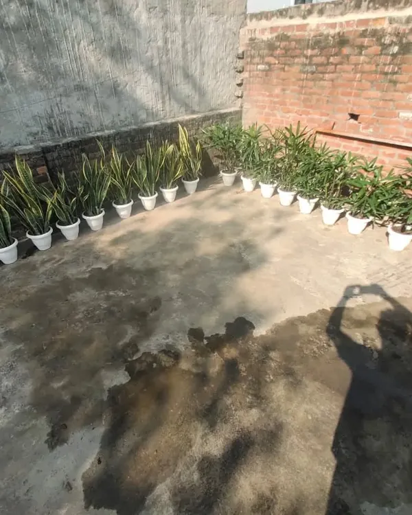 A large order of Snake Plants and Rhapis Palms lined up and ready for delivery. I can handle both small and large orders for homes and offices.