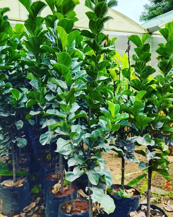 These are Fiddle Leaf Fig plants, very popular for indoor decoration. I select strong, healthy specimens that will adapt well to your home environment.