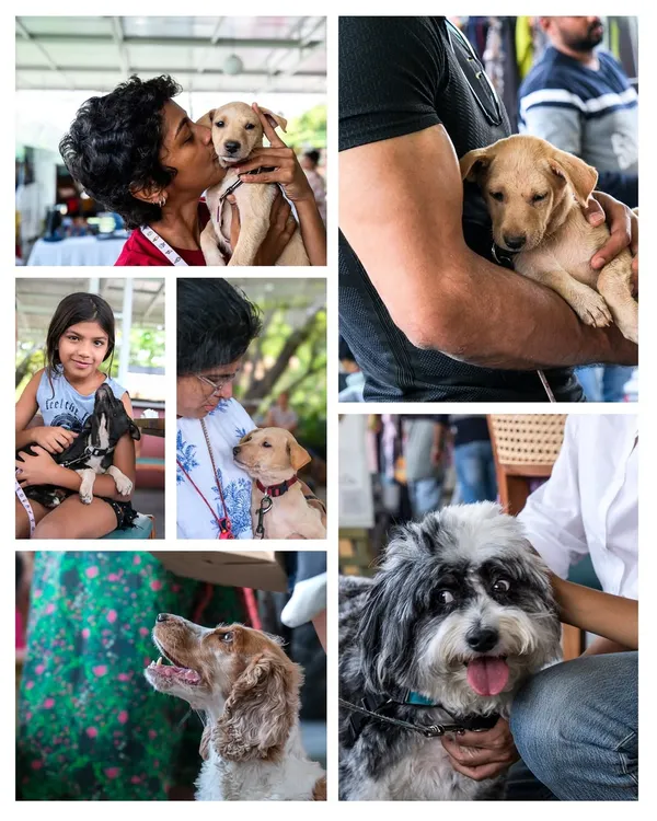 A collage from a wonderful fundraiser event, filled with images of pure love and connection between people and adoptable dogs.