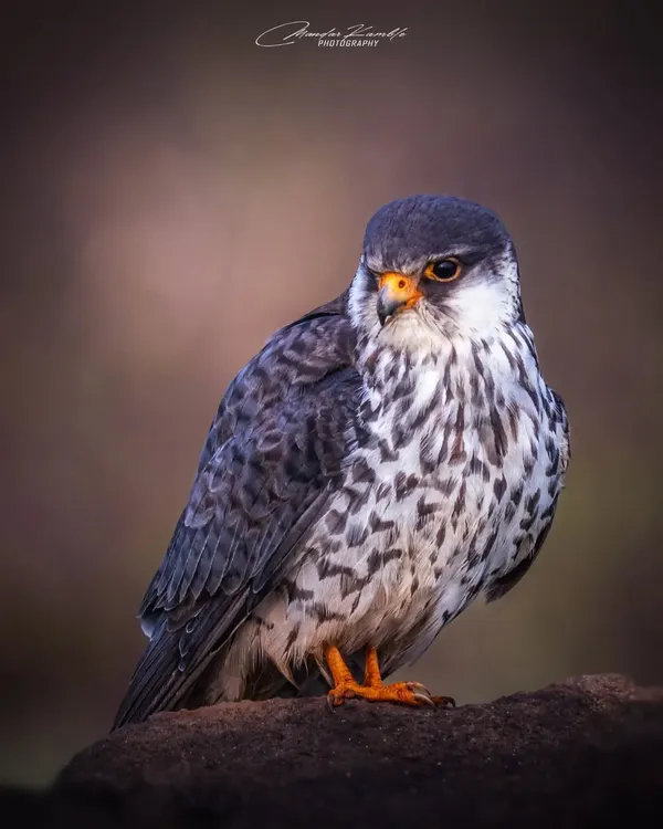 The intense stare of a female Amur Falcon. This close-up portrait reveals the incredible detail in its feathers and its sharp, piercing eyes, which are perfectly adapted for spotting prey from a distance.