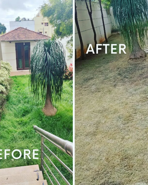 A classic before and after of our lawn mowing service. We cleared the overgrown grass, revealing a neat and tidy garden space ready to be enjoyed again.