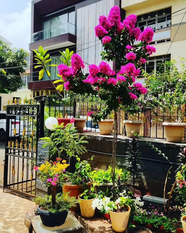 This awesome blooming bougainvillea is the star of this home garden. We specialize in the care and pruning required to get such beautiful results from flowering trees.