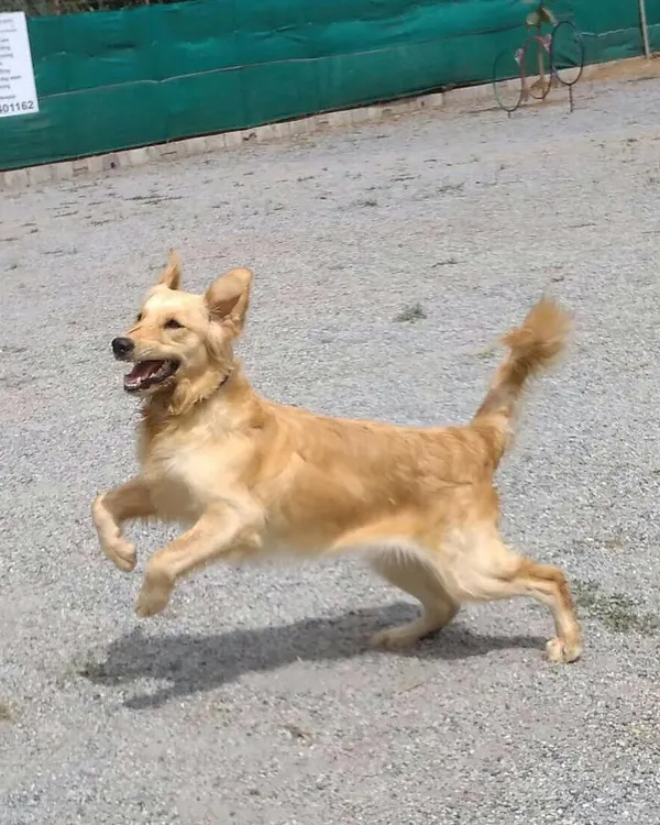 This is what true freedom looks like. A joyful dog caught mid-leap, enjoying the wide open space of our off-leash dog park.