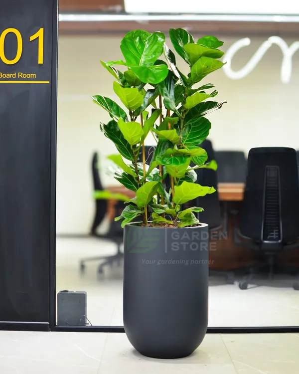 A tall Fiddle Leaf Fig in a sleek grey planter stands guard by a modern glass boardroom. This is how we make corporate spaces feel inspiring.