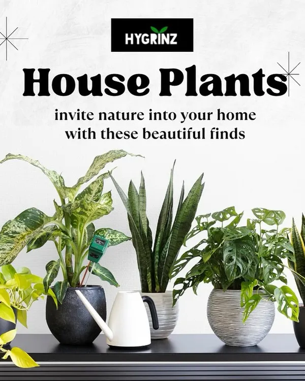 A beautiful arrangement of popular houseplants, including Snake Plants and Monsteras. I can help you select a collection that brings nature indoors and complements your home decor.