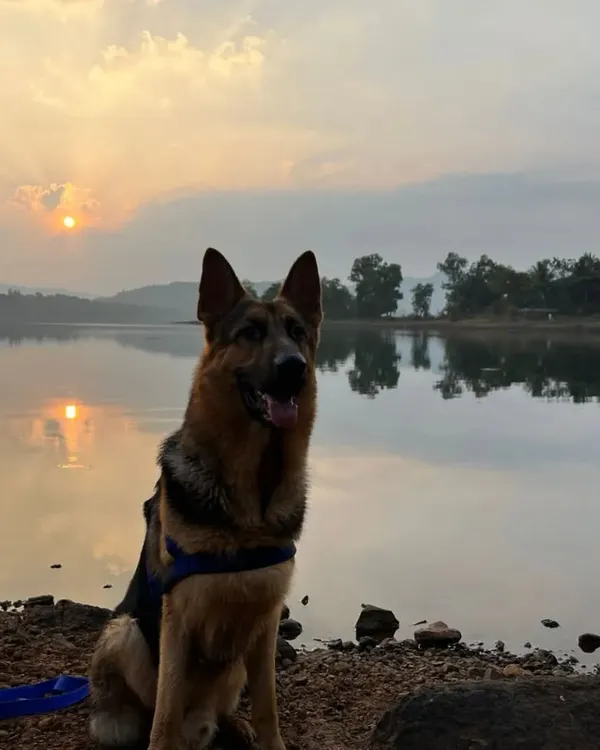 Our German Shepherd, Jiraiya, taking in a peaceful sunset by the lake in Kamshet. I focus on capturing these quiet, majestic moments where your pet's personality shines against a beautiful natural backdrop.