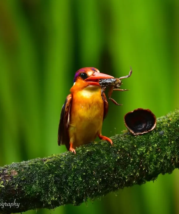 A splash of color! This Oriental Dwarf Kingfisher, with a fresh catch, is a testament to the vibrant life found in India's forests. The rich greens of the background make its rainbow plumage pop even more.