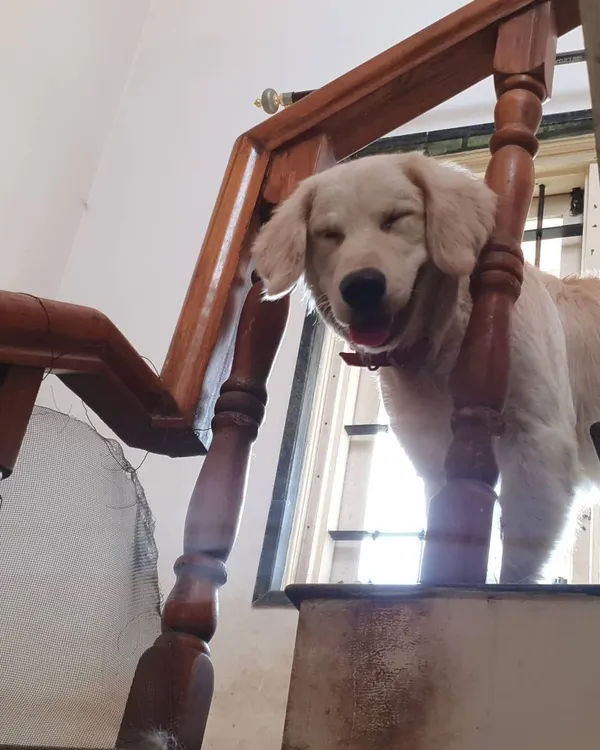This blissful smile captures the feeling of being completely at ease. Dogs thrive when they feel safe and loved, and my home is designed to be their happy place.